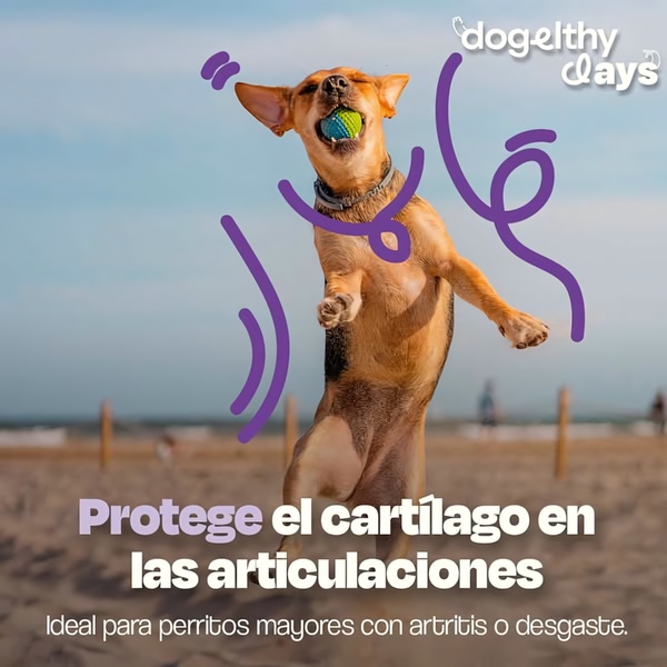 A high-energy, square-format ad creative featuring a joyful dog playing with a ball, used to promote a joint supplement for older pets.